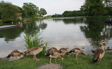 7-Nilgänse-021.jpg